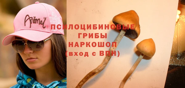 прущие грибы Абинск